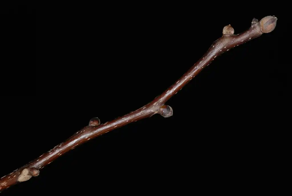 Photo of Carya ovalis - (Niagara Falls, ON)-Late Summer:Douglas Goldman, USDA
