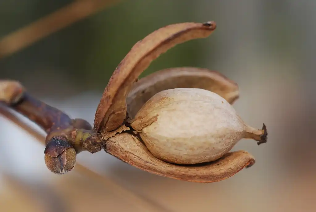 Photo of Carya ovalis - (Niagara Falls, ON)-Late Summer:Douglas Goldman, USDA