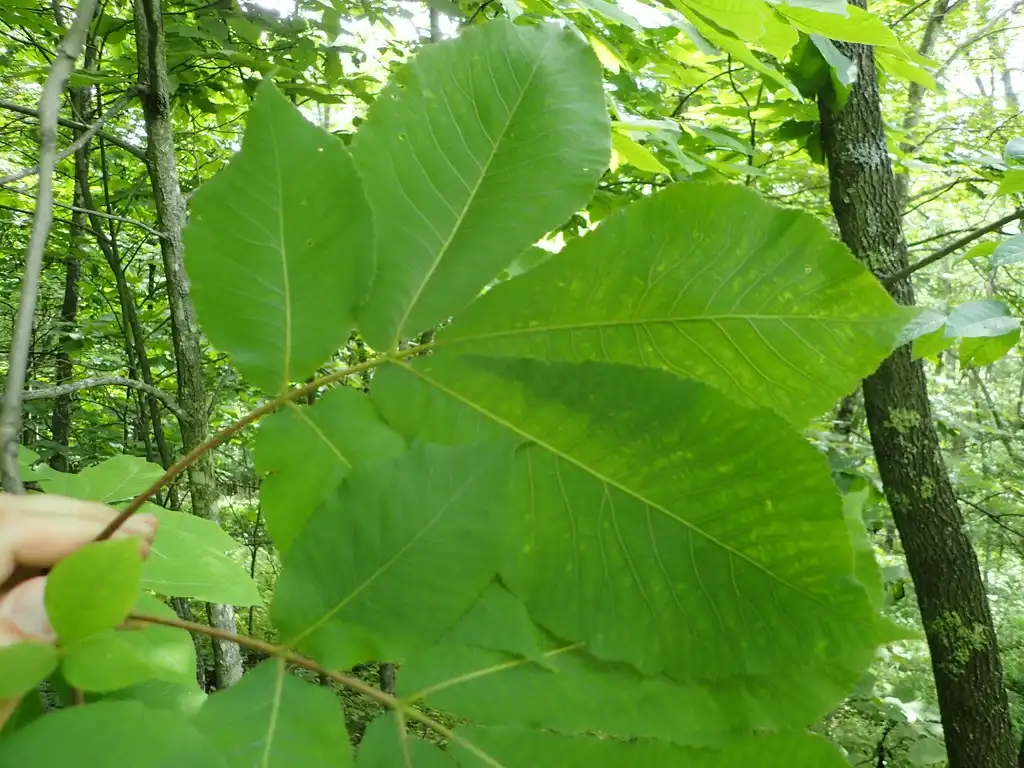 Photo of Carya ovalis - Leaves:Andy Newman