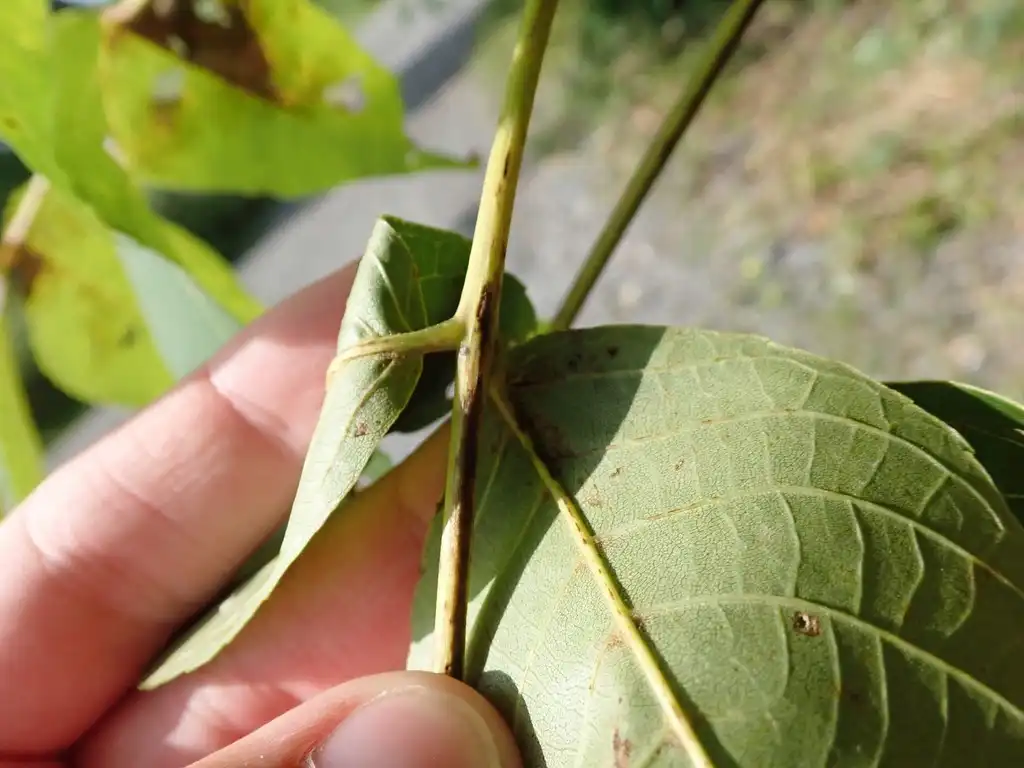 Photo of Carya ovalis - Underside of leaf:Ethan Maitra
