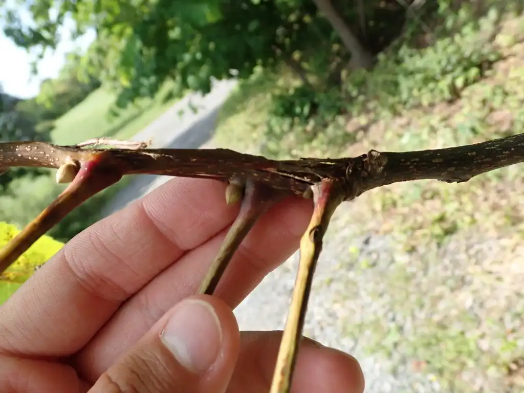 Photo of Carya ovalis - Stem and buds:Ethan Maitra