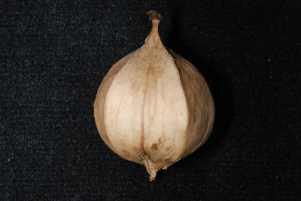 Photo of Carya ovata (Carya ovatas)