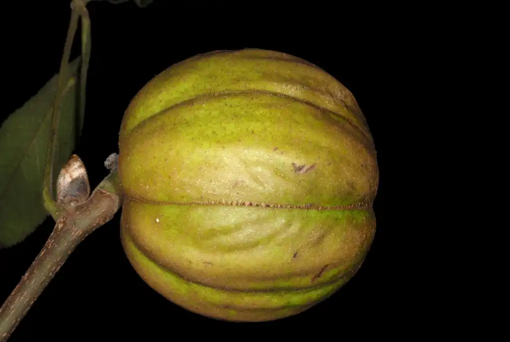 Photo of Carya ovata (Carya ovatas)