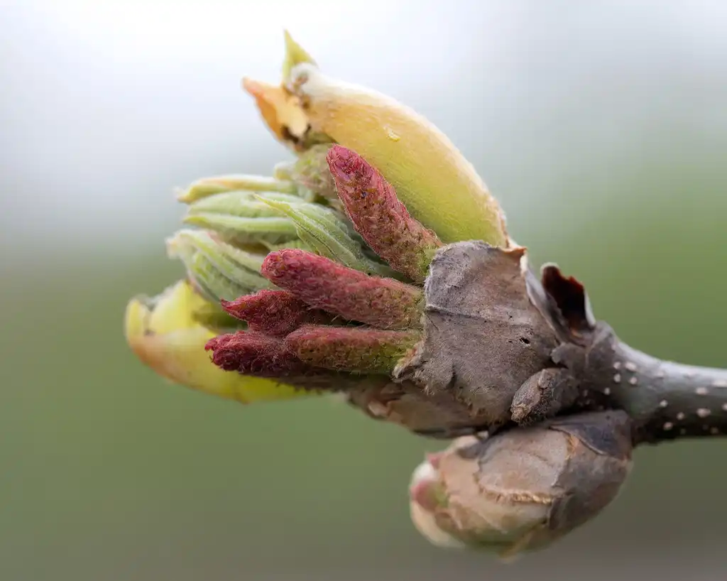Photo of Carya ovata - Emerging leaves:Plant Image Library