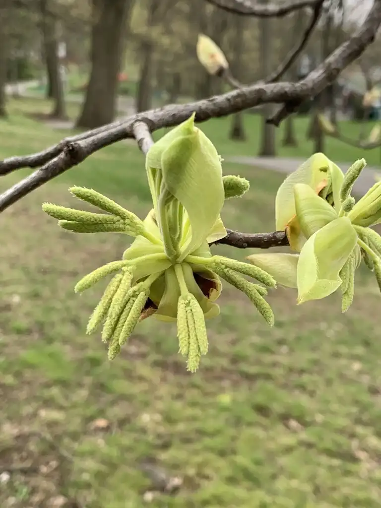 Photo of Carya ovata - Male flowers:Sandy Wolkenberg