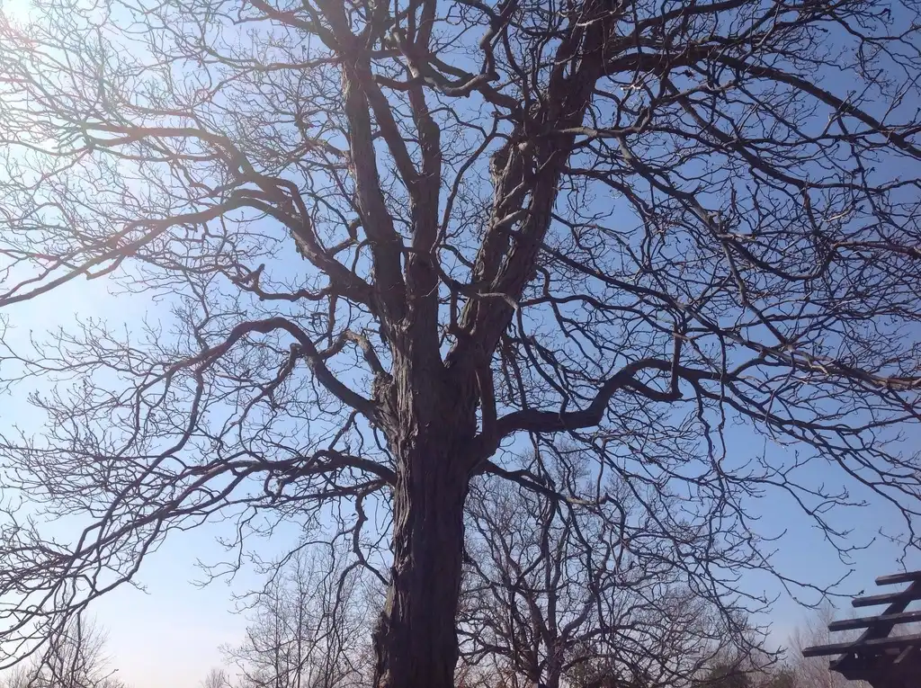 Photo of Carya ovata - Winter form:keyesfamily