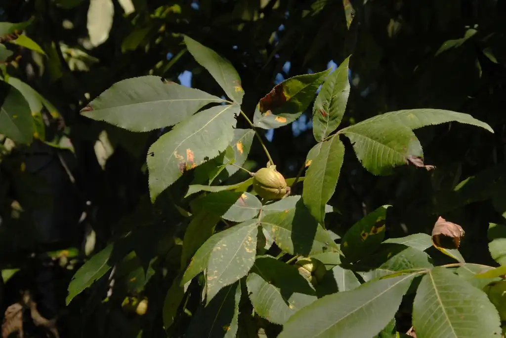 Photo of Carya ovata - Fruit and Leaves:Jim Robbins