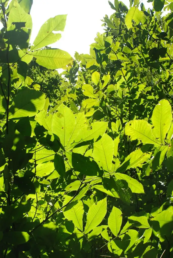 Photo of Carya ovata - (Guilford County, NC)-Early Fall:Douglas Goldman, USDA