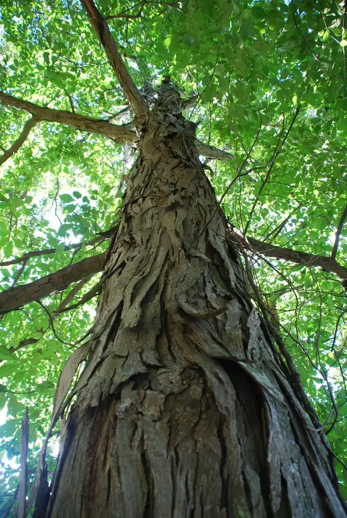 Photo of Carya ovata - (Guilford County, NC)-Early Fall:Douglas Goldman, USDA