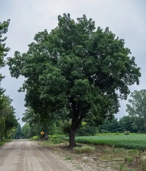 Photo of Carya ovata - Form:F. D. Richards