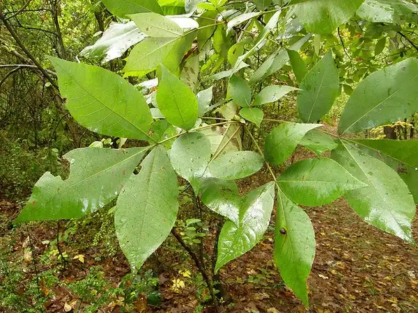Photo of Carya ovata - Leaves:Rafael Medina