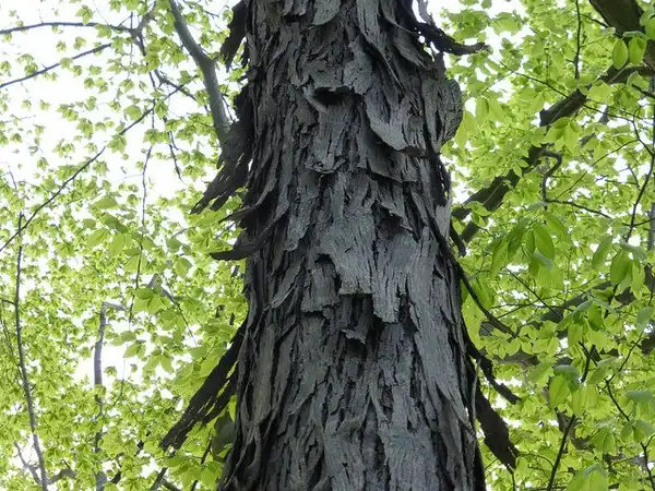 Photo of Carya ovata - Bark:Kevin Faccenda
