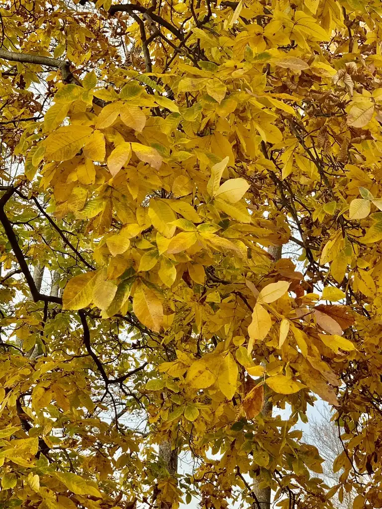 Photo of Carya ovata - Fall color:Sandy Wolkenberg