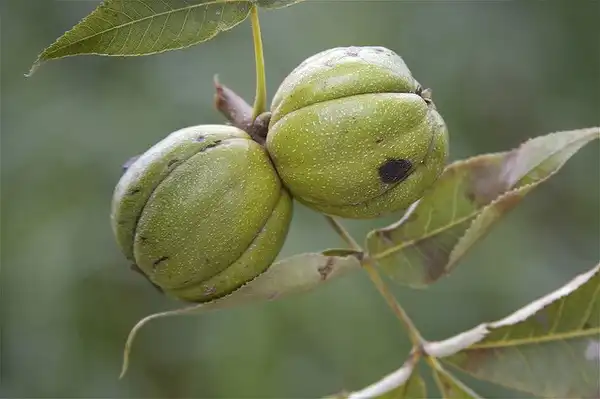 Photo of Carya ovata - Fruit:Dan Mullen