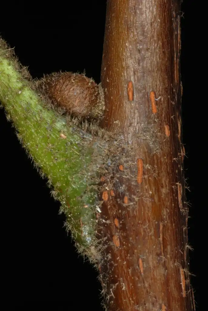 Photo of Carya tomentosa (Carya tomentosas)