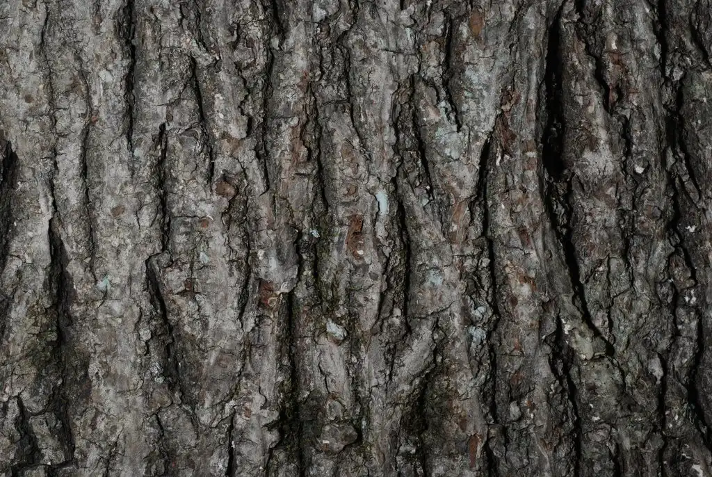 Photo of Carya tomentosa (Carya tomentosas)
