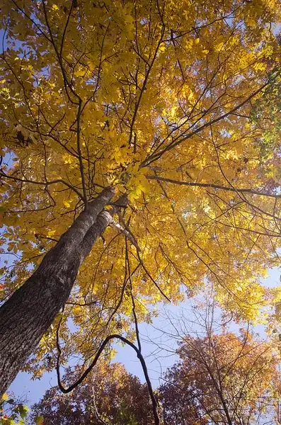 Photo of Carya tomentosa - Fall color:Suzanne Cadwell