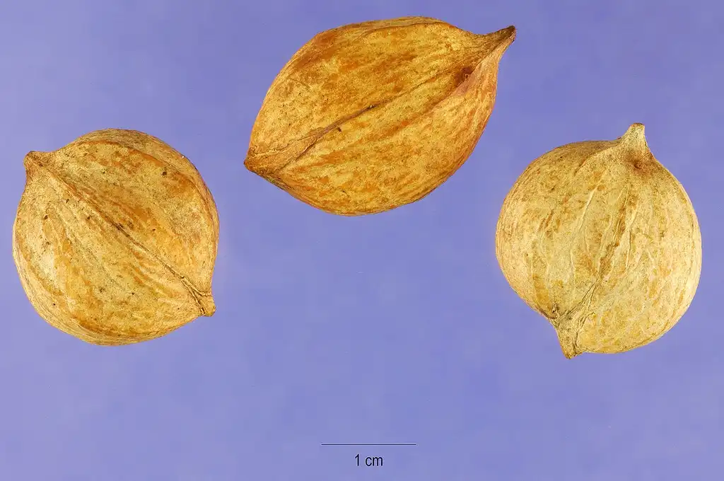 Photo of Carya tomentosa - Nuts:Steve Hurst