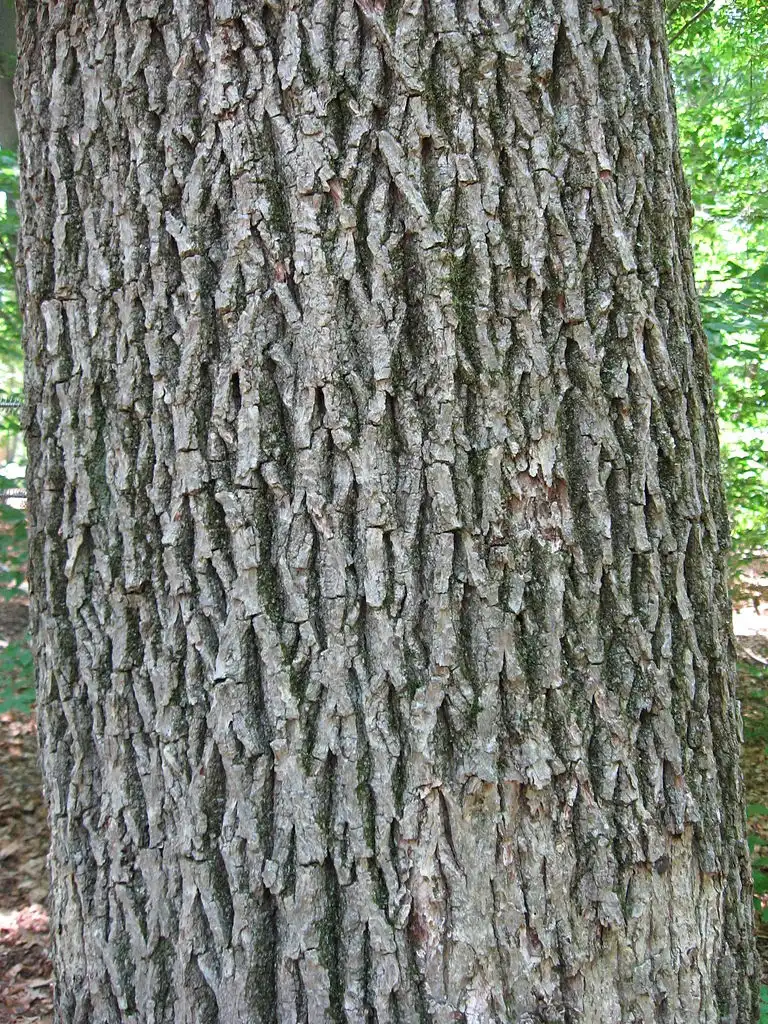 Photo of Carya tomentosa - Bark:Chhe