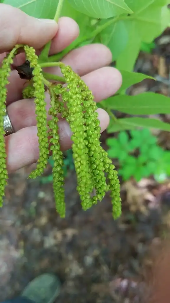 Photo of Carya tomentosa - Male flowers:Suzanne Cadwell