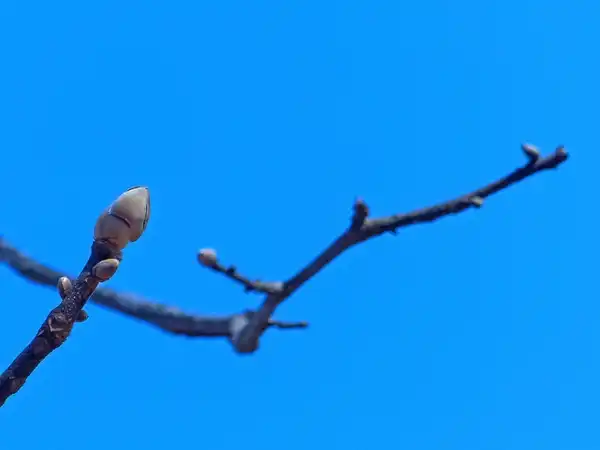 Photo of Carya tomentosa - Branch with buds:Lisa Shannon