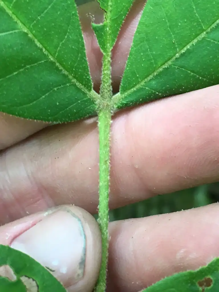 Photo of Carya tomentosa - Leaf stem:Cooper Breeden