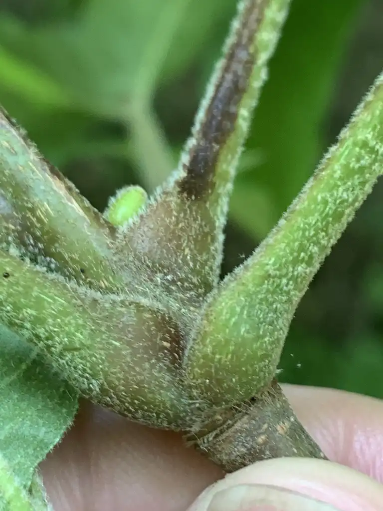 Photo of Carya tomentosa - Stem closeup:Dwayne Estes