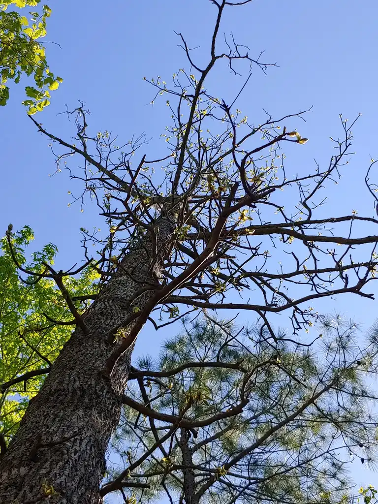 Photo of Carya tomentosa - form in spring Brunswick Nature Park:skdavidson