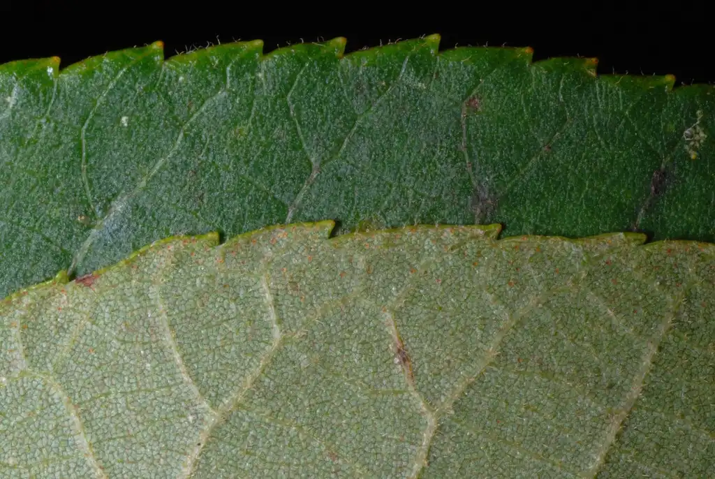 Photo of Carya tomentosa - (Guilford County, NC)-Early Fall:Douglas Goldman, USDA
