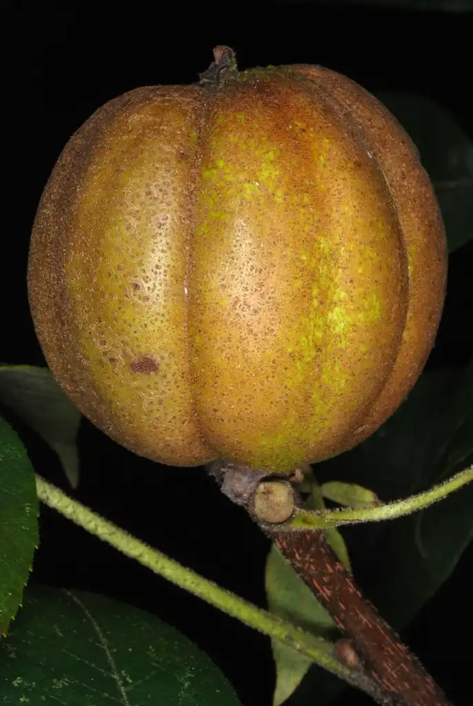 Photo of Carya tomentosa - (Guilford County, NC)-Early Fall:Douglas Goldman, USDA