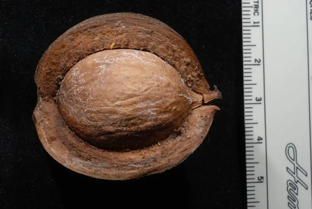 Photo of Carya tomentosa - (Guilford County, NC)-Early Fall:Douglas Goldman, USDA