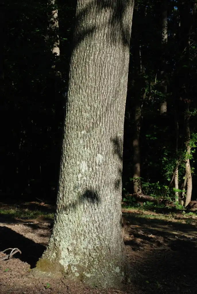 Photo of Carya tomentosa - (Guilford County, NC)-Early Fall:Douglas Goldman, USDA
