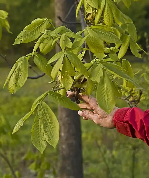 Photo of Carya tomentosa - Leaves:Charles Wohlers