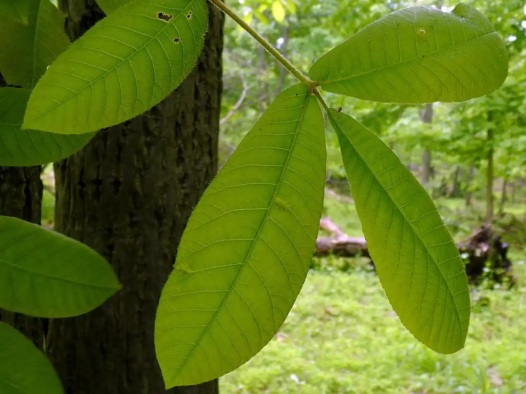 Photo of Carya tomentosa - Leaf closeup:John B.