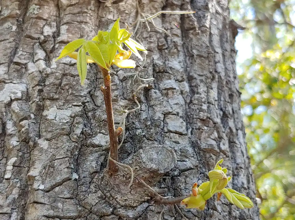 Photo of Carya tomentosa - form and leaf in spring Brunswick Nature Park:skdavidson