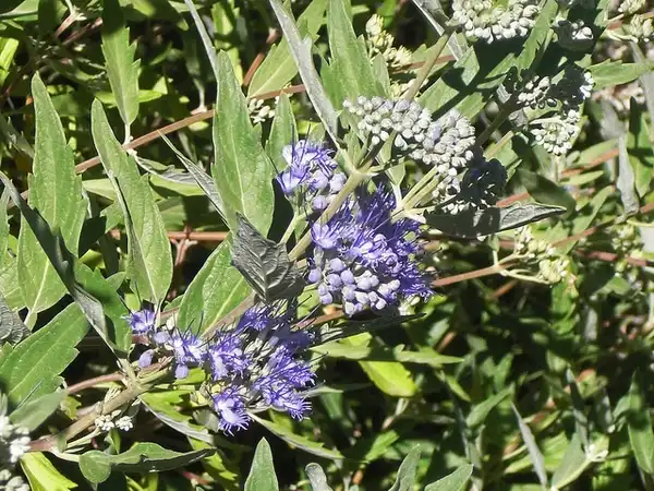 Foto de Caryopteris x clandonensis (Caryopteris x clandonensiss)