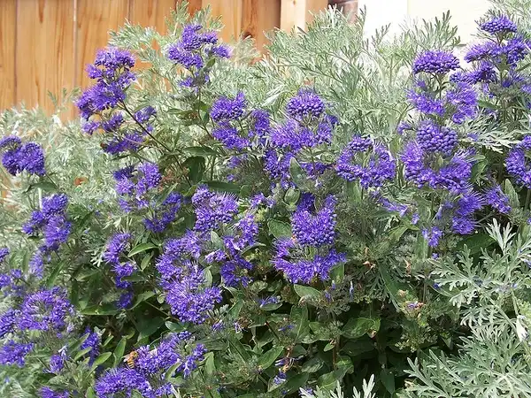 Foto de Caryopteris x clandonensis (Caryopteris x clandonensiss)