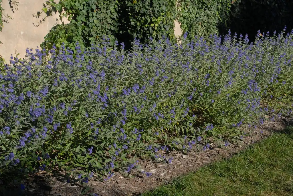 Foto de Caryopteris x clandonensis - 'Longwood Blue' Flower Form:Jim Robbins