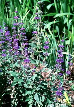 Photo of Caryopteris (Caryopteriss)