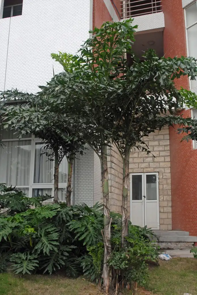 Caryota mitis(Fishtail Palm) Full Form