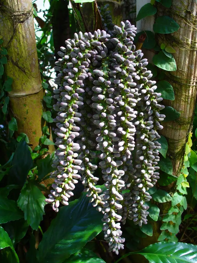 Photo of Caryota mitis (Caryota mitiss)