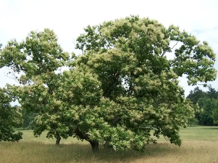 Castanea dentata(American Chestnut, Chestnut) Form