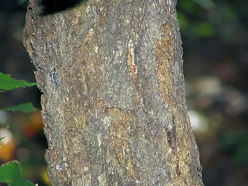 Photo of Castanea dentata (Castanea dentatas)