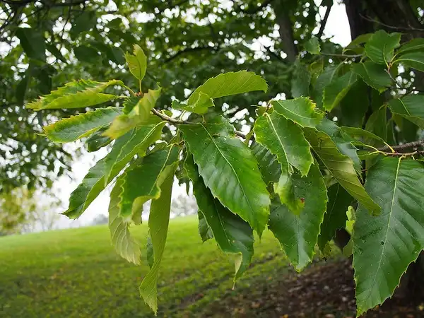 Photo of Castanea mollissima (Castanea mollissimas)