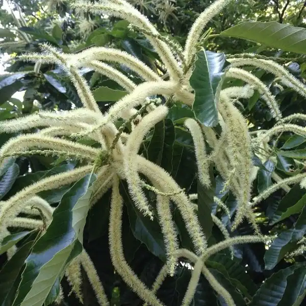 Photo of Castanea mollissima (Castanea mollissimas)