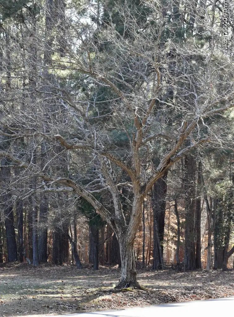 Photo of Castanea mollissima - Form (Halifax County, NC)-Winter:Cathy Dewitt