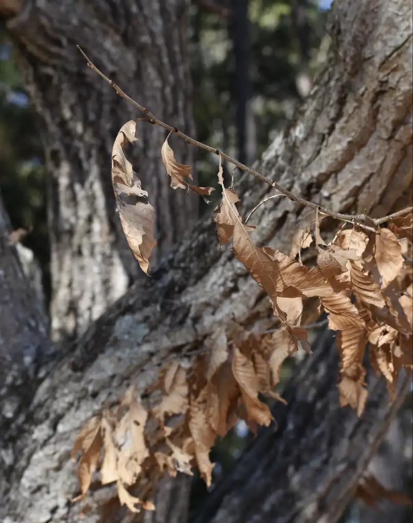 Photo of Castanea mollissima - Bark and leaves (Halifax County, NC)-Winter:Cathy Dewitt