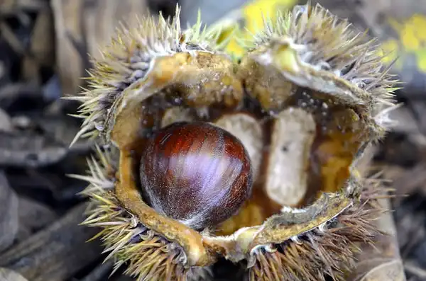 Photo of Castanea mollissima - Nut:Photo by Gwendolyn Stansbury