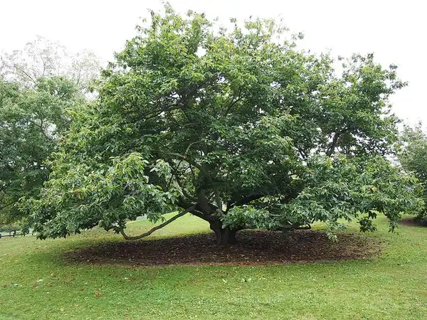 Photo of Castanea mollissima - Tree:Photo by F. D. Richards
