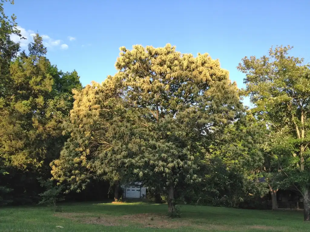 Photo of Castanea mollissima - Flower Form:Jim Robbins